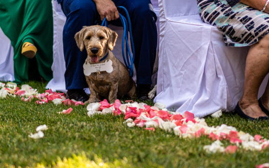 Diego Palacios Fotografía